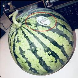 琼海网红吃瓜,揭秘当地美食背后的故事